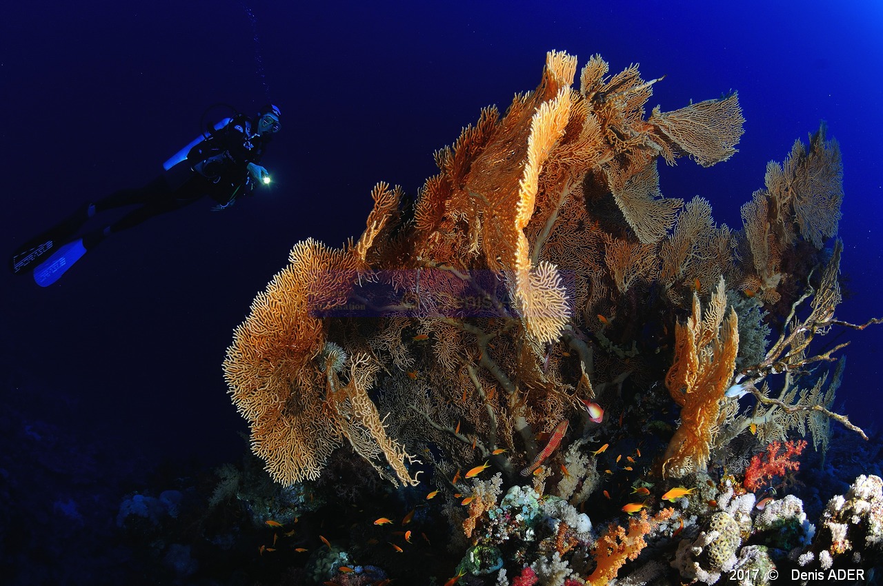 Subergorgia-hicksoni Gorgone evantail-Catherine Ambiance Safaga Panomara Reef Sud-26m-20171123-Denis-ADER-DSC_3510_tn.jpg